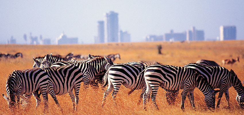 1-day-nairobi-national-park-tour