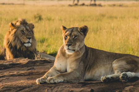 03 DAYS SERENGETI NATIONAL PARK AND NGORONGORO CRATER ADVENTUROUS BUDGET SAFARI