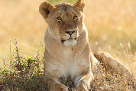 04 DAYS SERENGETI AND NGORONGORO CRATER WILDLIFE BUDGET SAFARI. (with an extra full day at Serengeti N.P