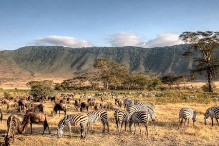 04 DAYS LAKE MANYARA, SERENGETI NATIONAL PARK AND NGORONGORO CRATER TANZANIA WILDLIFE BUDGET SAFARI