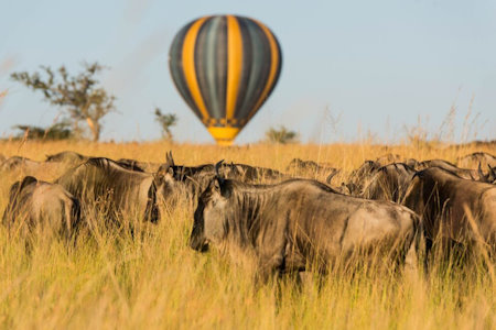 05 Days Lake Manyara, Serengeti National Park And Ngorongoro Crater Wonderful Budget Safari.(With An Full Extra Day At Serengeti N.P)