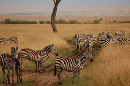 10 DAYS KENYA AND TANZANIA WILDLIFE AND WILDEBEEST MIGRATION BUDGET SAFARI
