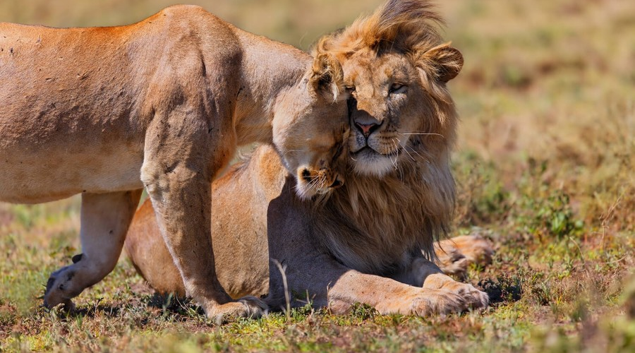 11 DAYS KENYA AND TANZANIA BIG FIVE AND WILDERNESS BUDGET SAFARI. (with AN extra full day at Serengeti N.P