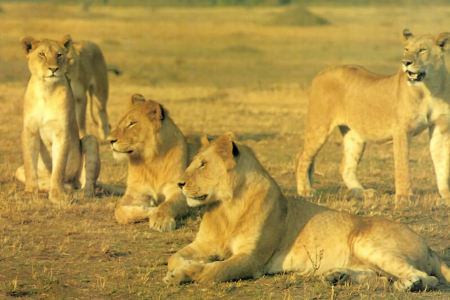 02 DAYS MASAI MARA EXCITING BUDGET SAFARI