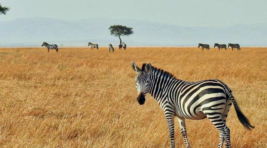 3 DAYS SERENGETI NATIONAL PARK AND NGORONGORO CRATER ADVENTUROUS BUDGET SAFARI