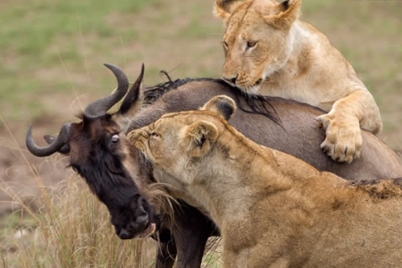 05 DAYS MASAI MARA, NAKURU AND NAIVASHA WONDERFUL BUDGET SAFARI