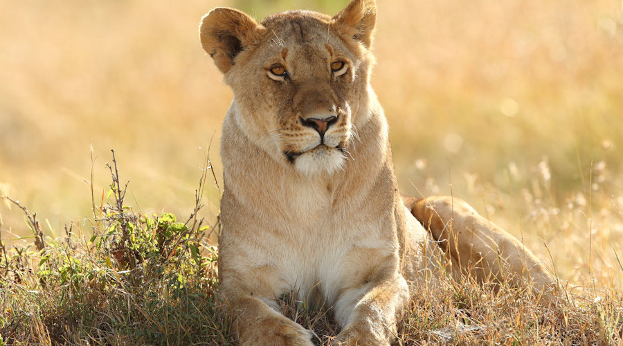8 DAYS MASAI MARA, NAKURU,NAIVASHA AND AMBOSELI WHOLESOME BUDGET SAFARI