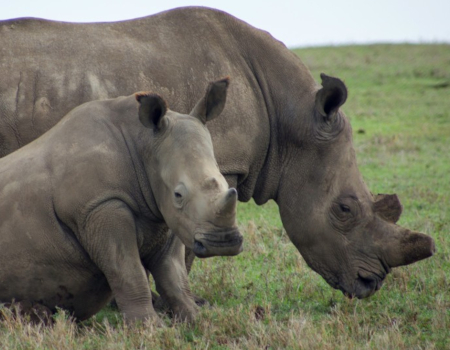 10 Day Kenya Safari - Masai Mara & Samburu Senior Trip