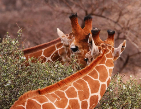 3 Day Air Safari with Nairobi to Samburu Flights Fly to Samburu on Safari