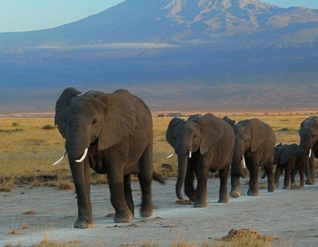 3-Days Elephant Air Safari from Nairobi to Amboseli