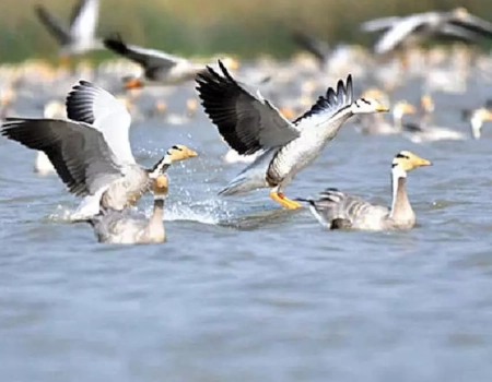 9 Days 8 Nights birding safaris – Nairobi – L. Magadi – L. Naivasha – L. Nakuru – L. Baringo – Samburu – Mt. Kenya – Nairobi